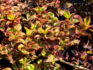 Coprosma Fireburst
